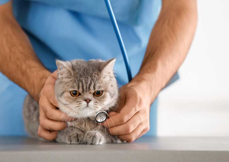 Carousel Slide 3: Cat wellness care